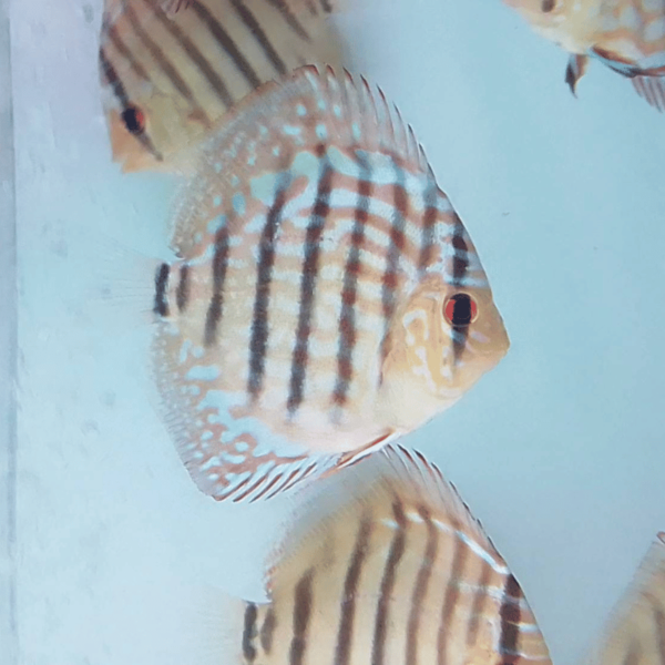 Primer plano del Heckel Cross Discus, resaltando sus líneas de estrés y sus colores llamativos en un acuario iluminado.