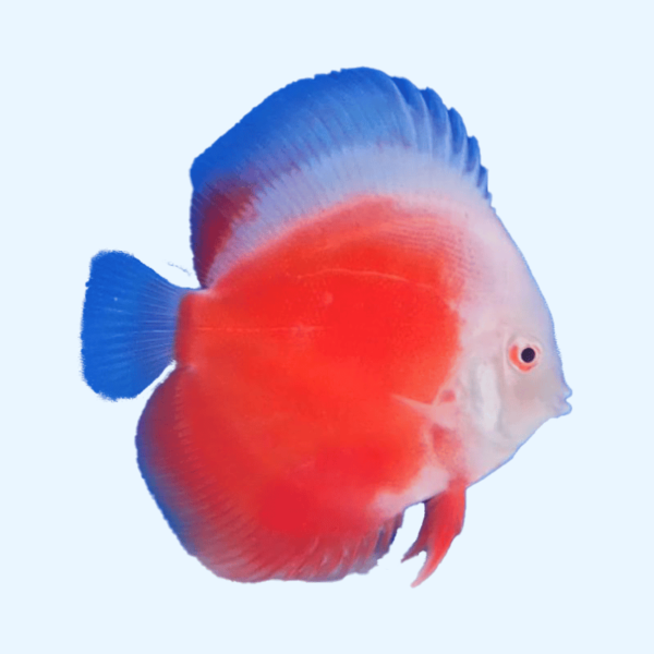 Portada del pez Coral Red Discus mostrando su intenso color rojo coral mientras nada en un acuario.