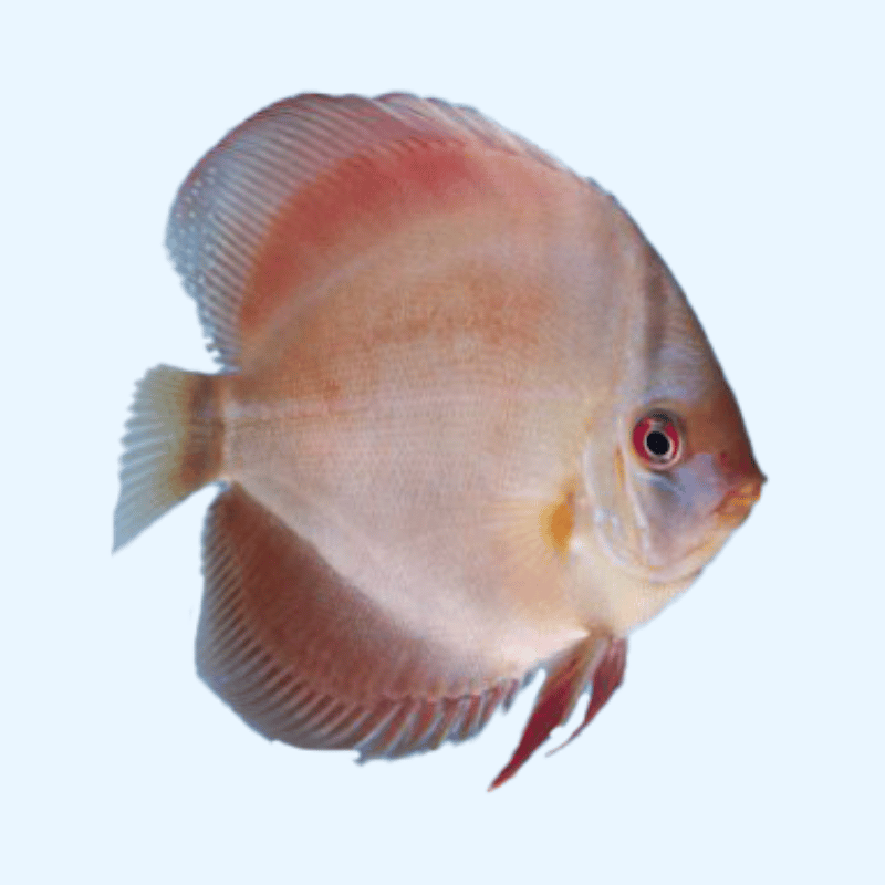 Ghost Eruption Discus Disco - Ghost - World Discus