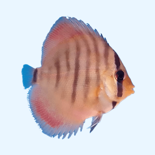 Portada del pez Red Ica Discus, mostrando su vibrante color rojo y bellas líneas de estrés mientras nada en un acuario.