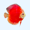 Portada del pez Red Rafflesia Discus mostrando su intenso color rojo y patrón similar a los pétalos de una flor, nadando en un acuario iluminado.