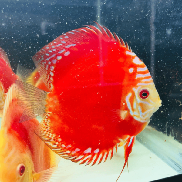 Primer plano del pez Red Rafflesia Discus, resaltando su intenso color rojo y patrones únicos bajo la luz del acuario.