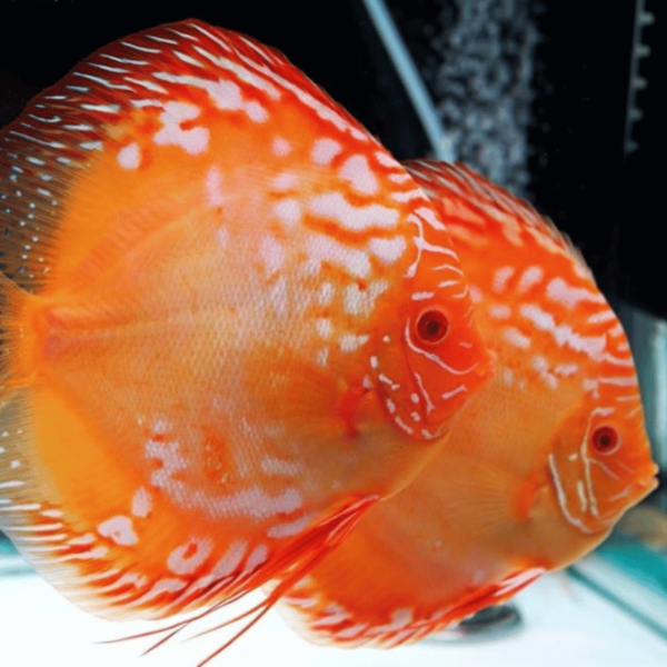 Varios peces Red Rafflesia Discus nadando en un acuario comunitario, mostrando sus brillantes colores y patrones distintivos.