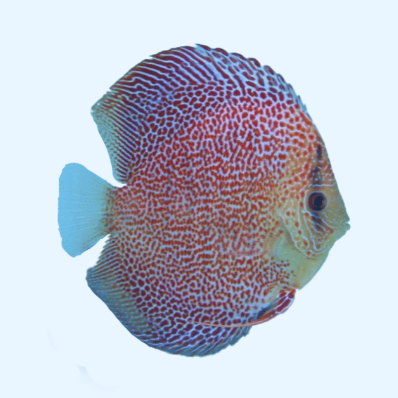 Ghost Eruption Discus Disco - Super Eruption - World Discus
