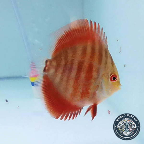 Portada del pez Red Cover Discus mostrando su color rojo intenso y líneas de estrés mientras nada en un acuario iluminado.