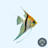 Portada del Escalar Monacapuru, mostrando su cuerpo plateado con reflejos dorados y franjas negras mientras nada en un acuario.