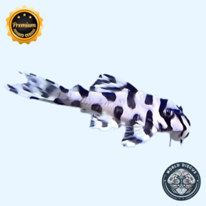 Pleco - L236 Super White (Premium)