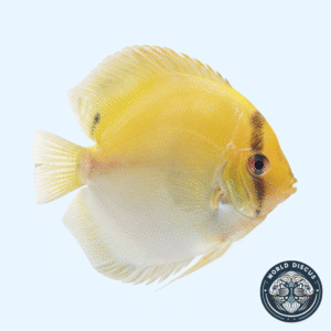 Disco - Calico Yellow Ghost